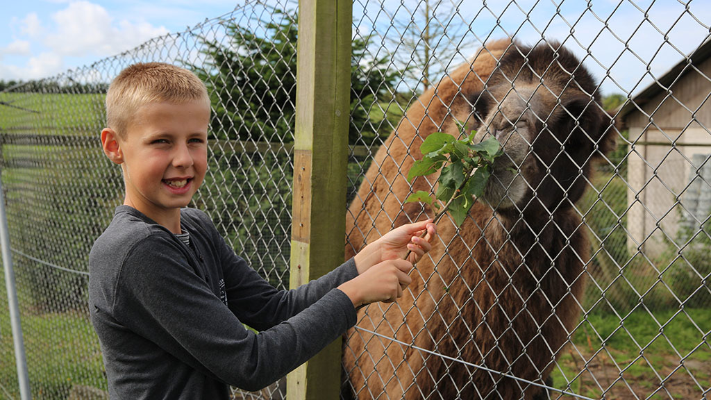 Dreng fodre en kamel