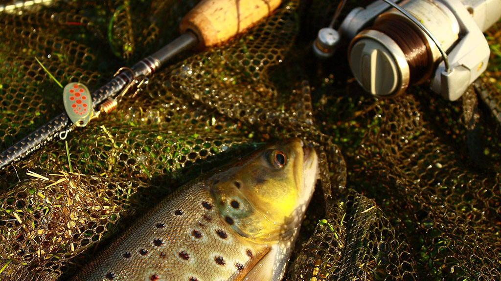 Fisk og fiskestang