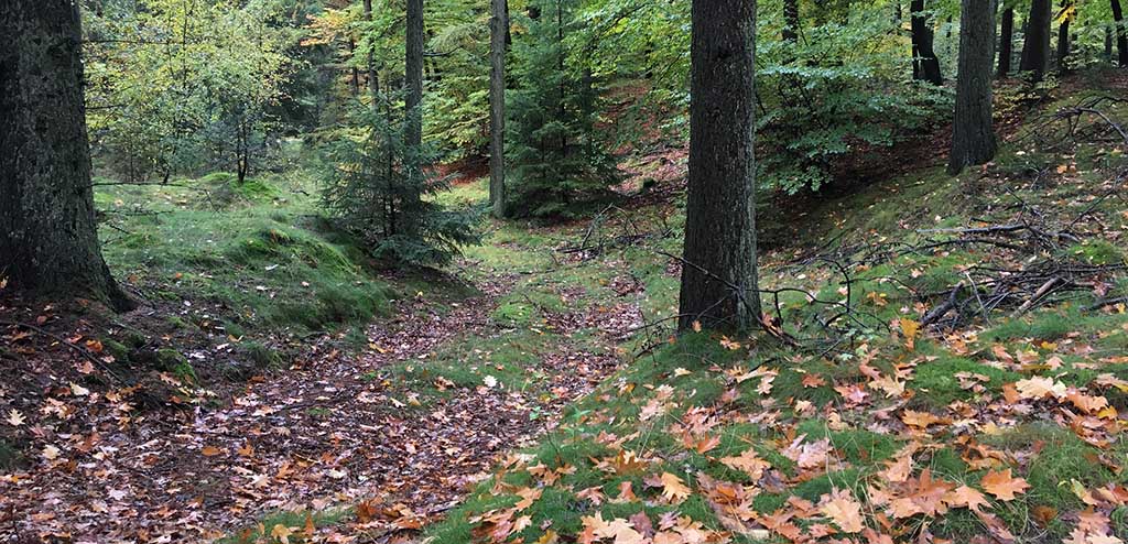 Skovbund efterårsskov Hovborg Plantage